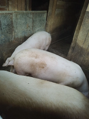 porci de vânzare 