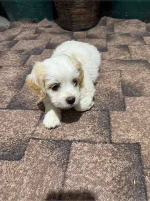 bichon, 6 săptămâni  - imagine 3