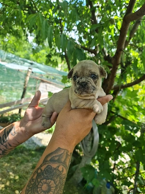 cateii bulldogfrancez - imagine 2