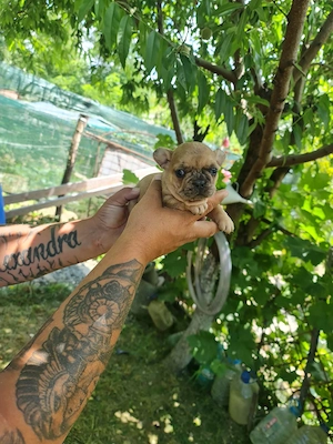 cateii bulldogfrancez - imagine 3