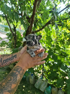 cateii bulldogfrancez