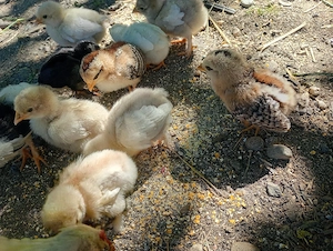 pui de găină pitică 