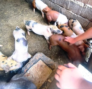 vand porci 6saptamani  - imagine 3