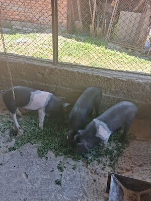 purceii de vănzare 250 bucata