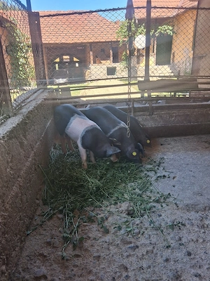 purceii de vănzare 250 bucata - imagine 3