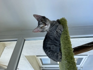 Adopție pisici adorabile - imagine 4