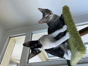 Adopție pisici adorabile - imagine 3