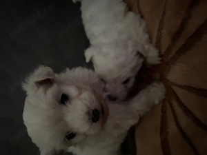 catei bichon de vanzare - imagine 3