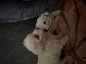 catei bichon de vanzare - imagine 2