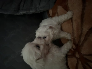 catei bichon de vanzare