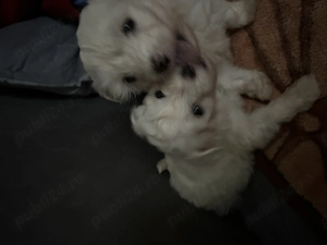 catei bichon de vanzare - imagine 4
