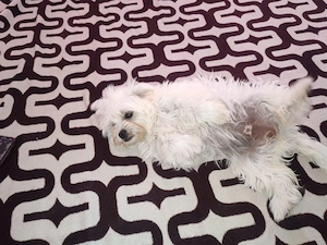 catel bichon