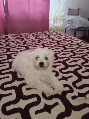 catel bichon - imagine 4