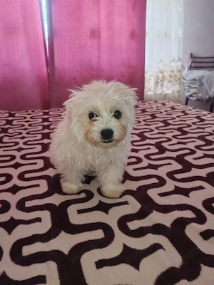 catel bichon - imagine 3