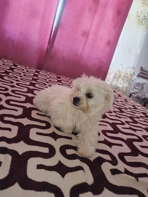 catel bichon - imagine 2