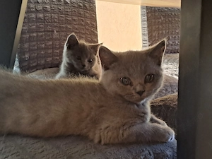 Pisicuti British shorthair blue!10 săptămâni! - imagine 4
