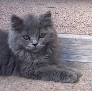 Pisicuti British shorthair blue!10 săptămâni!