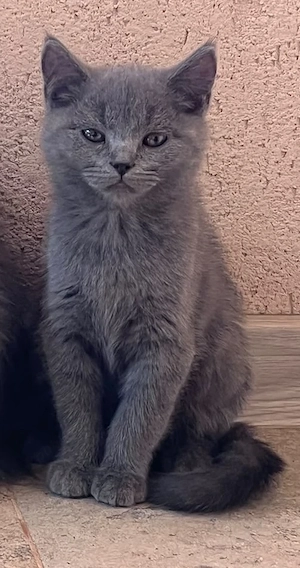 Pisicuti British shorthair blue!10 săptămâni! - imagine 2