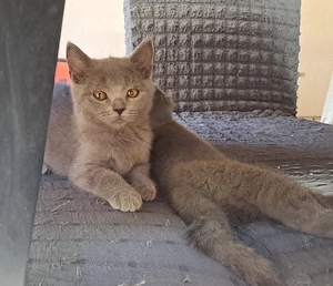 Pisicuti British shorthair blue!10 săptămâni! - imagine 5