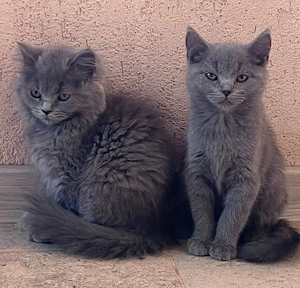 Pisicuti British shorthair blue!10 săptămâni! - imagine 3