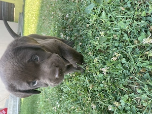 Pui Labrador Retriever   două fetițe disponibile! 
