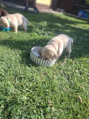 Pui Labrador Retriever   două fetițe disponibile!  - imagine 3
