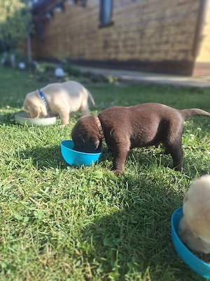 Pui Labrador Retriever   două fetițe disponibile!  - imagine 4