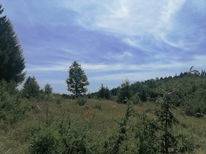 Vând teren poziționat în localitatea Scărișoara ,având o suprafață de 5000 mp .
