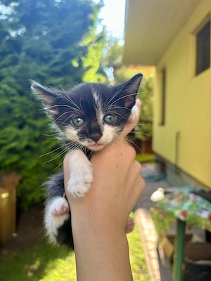 Adopție Pisicute  - imagine 2
