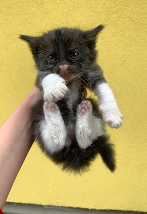 Adopție Pisicute  - imagine 4