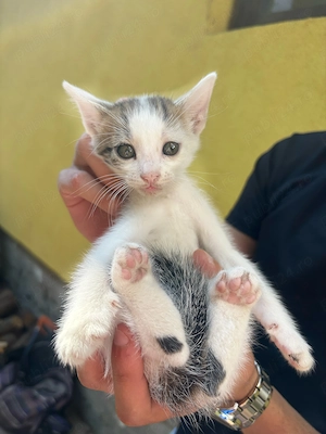 Adopție Pisicute  - imagine 5