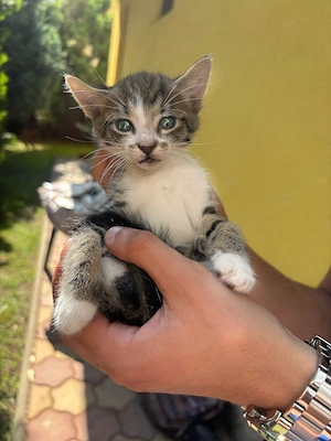 Adopție Pisicute  - imagine 3