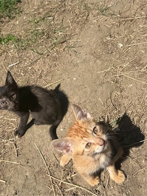 pisici urgent spre adoptie - imagine 2
