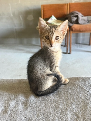 pisici urgent spre adoptie - imagine 5