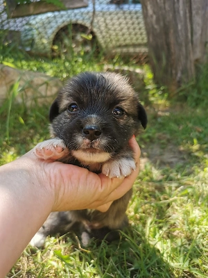 Cățeluși de talie mică spre adopție  - imagine 3