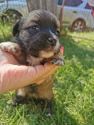 Cățeluși de talie mică spre adopție  - imagine 4