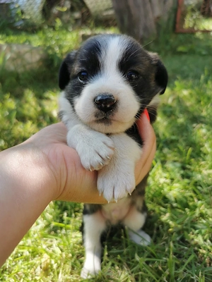 Cățeluși de talie mică spre adopție  - imagine 5