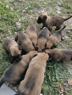 Pui Ciobanesc Belgian Malinois - imagine 2