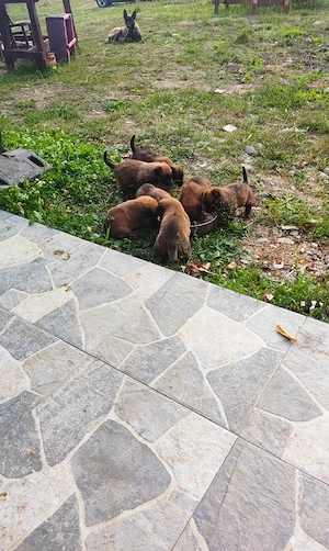 Pui Ciobanesc Belgian Malinois