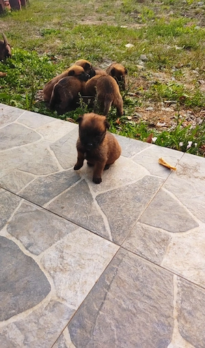 Pui Ciobanesc Belgian Malinois - imagine 3