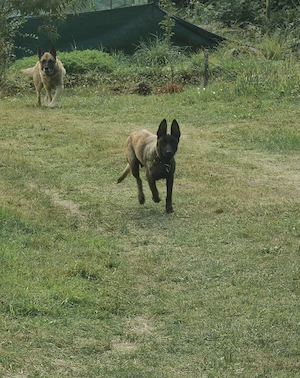 Pui Ciobanesc Belgian Malinois - imagine 4