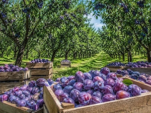 prune de țuică sau pălincă 