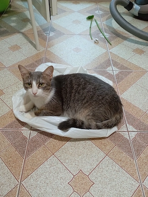 Donez spre adopție separat sau împreună doua pisici mascul de 3 ani și femelă de 1 an  - imagine 4