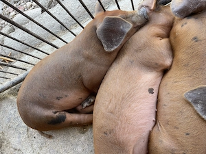 Purcei duroc de calitate - imagine 3