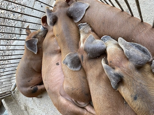 Purcei duroc de calitate - imagine 2