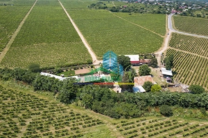Cramă complet funcțională in inima Podgoriei Odobești - imagine 2