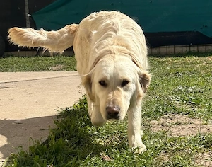 Golden retriever - femelă - 11 luni