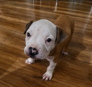 Pui amstaff de vânzare - imagine 2