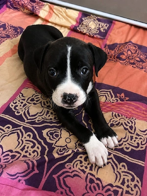 Pui amstaff de vânzare - imagine 4