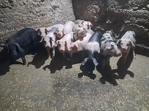 Vând purcei marele alb cu bazna  - imagine 5